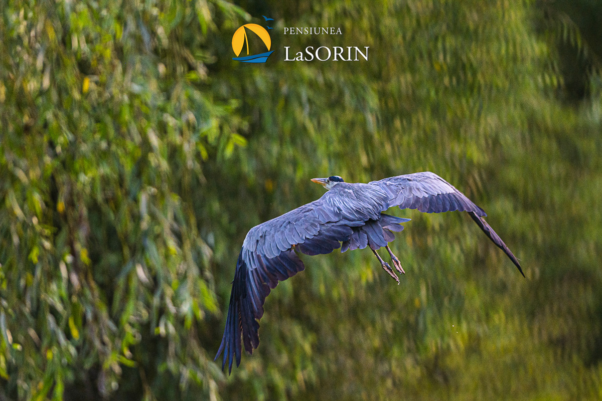 pensiunea-la-sorin-cazare-murighiol_piscina_.0176