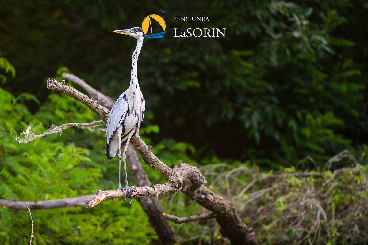 pensiunea-la-sorin-cazare-murighiol_piscina_.0179
