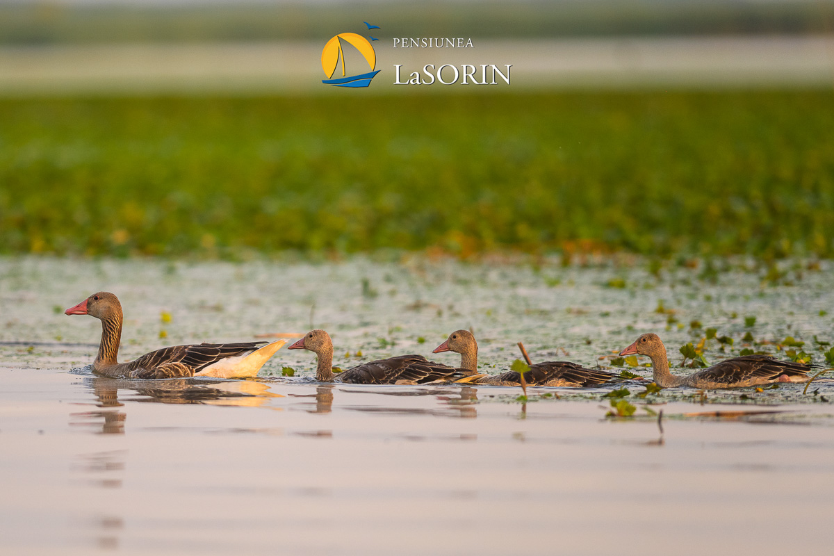 pensiunea-la-sorin-cazare-murighiol_piscina_.0182