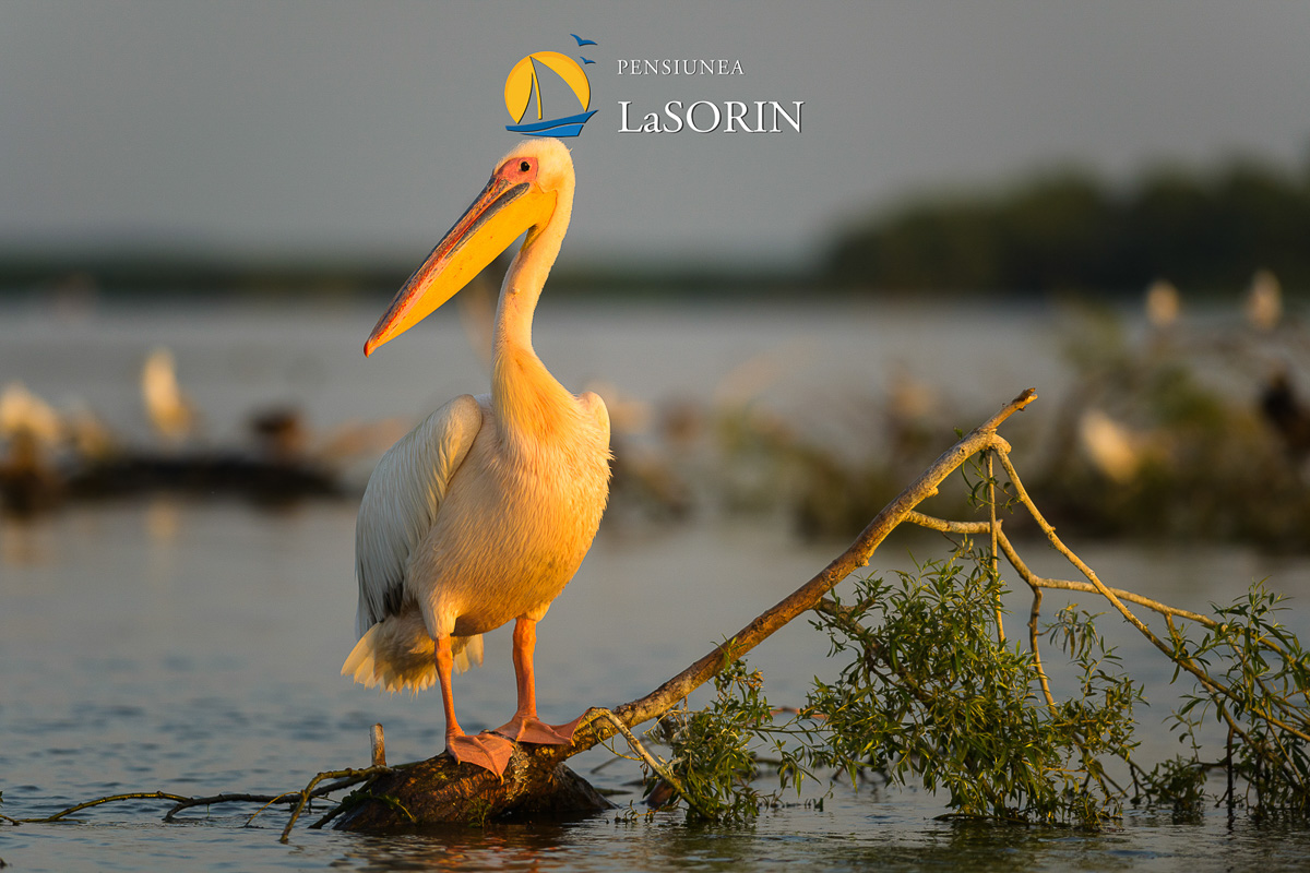 pensiunea-la-sorin-cazare-murighiol_piscina_.0189