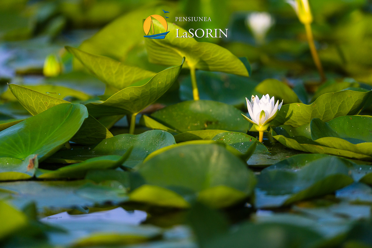 pensiunea-la-sorin-cazare-murighiol_piscina_.0200